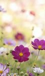 pic for Field Flowers 768x1280